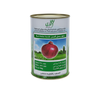 بصل احمر يمني